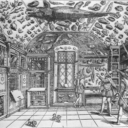 Cabinet of Curiousity